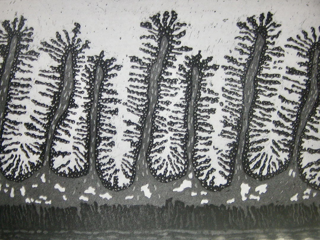 Cellules et tissus du monde 8