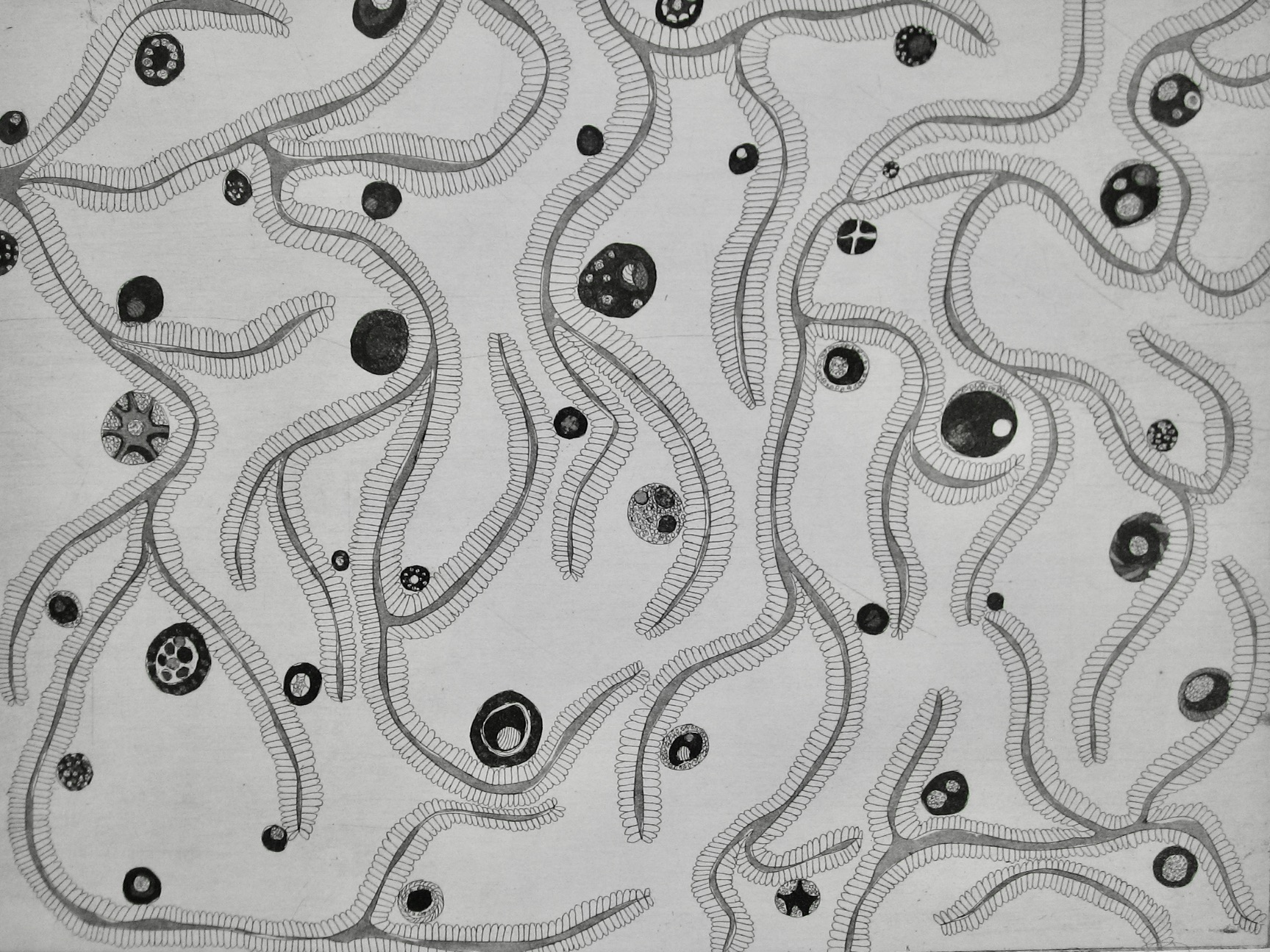 Cellules et tissus du monde 3