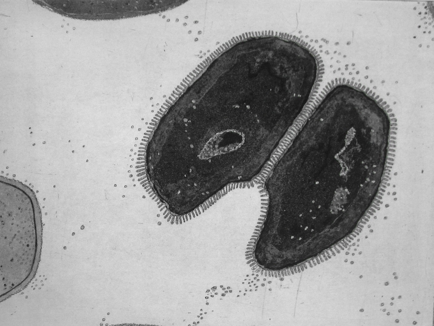 Cellules et tissus du monde 2